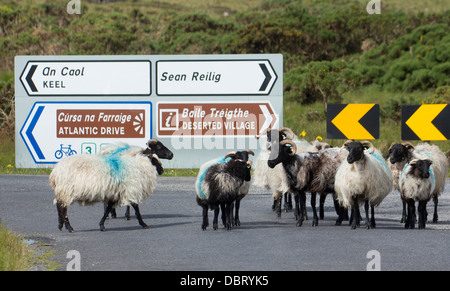 Schafherde auf Landstraße mit irischen Wegweiser im Hintergrund Achill Island County Mayo Irland Irland Stockfoto