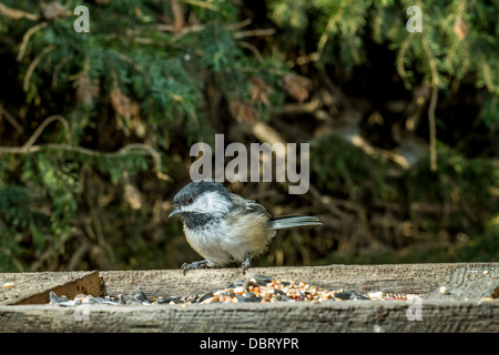 Schwarz-capped Chickadee (Poecile Atricapillus) Perched auf Behälter. Calgary, Alberta, Kanada Stockfoto