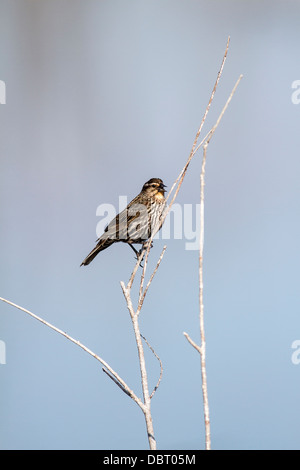 Rotschulterstärling (Agelaius Phoeniceus) weiblich. Thront auf Ast, Cattleman es Slough, Alberta, Kanada Stockfoto