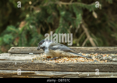 Schwarz-capped Chickadee (Poecile Atricapillus) mit Samen im Mund, im Behälter füttern. Calgary, Alberta, Kanada Stockfoto