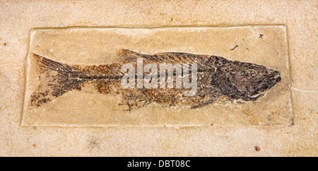 Schöne Fische Fossil in Sandstein Stockfoto