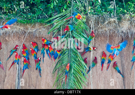 Rot-Grüne Aras an Chuncho Culpa (Salzlecke) im Tambopata National Reserve, Peru Stockfoto