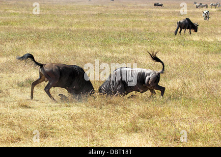 Zwei männliche blaue Gnus (Connochaetes Taurinus) kämpfen in Ngorongoro Conservation Area, Tansania Stockfoto