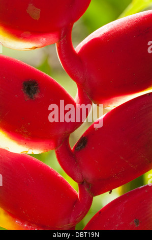 Der-Paradiesvogel (Heliconia) im Tambopata National Reserve Peru Stockfoto