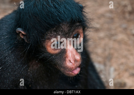 Peruanische Klammeraffe (Ateles Chamek) in der Nähe von Puerto Maldonaldo Peru Stockfoto