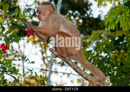 White-fronted Kapuziner (Cebus Albifrons) in Puerto Maldonaldo Peru Stockfoto