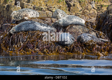 Graue Dichtungen auf Felsen Stockfoto