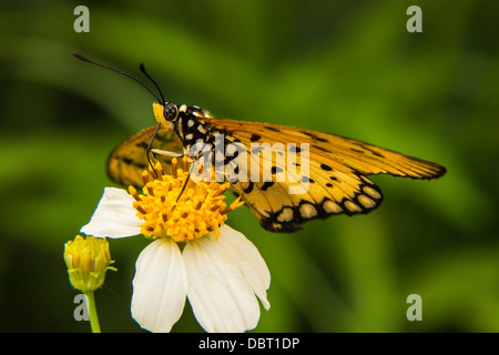 Fütterung auf kleine weiße Blume Schmetterling Stockfoto