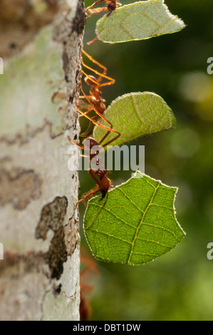 Blattschneiderameisen (Atta SP.) am Baum in der Tambopata National Reserve in Peru Stockfoto