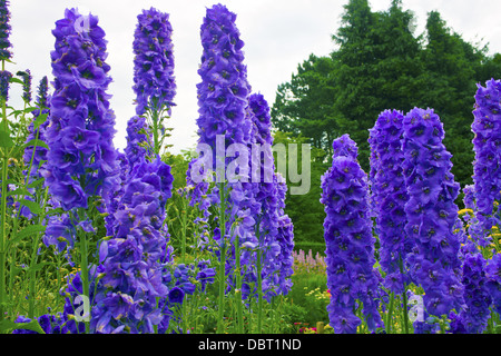 Hohen Rittersporn Blumen in einem krautigen Rand eines englischen Gartens. Stockfoto