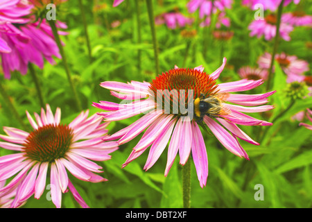 Lila und orange mehrjährige Blumen Echinacea Purpurea Maxima in einem Garten Stockfoto