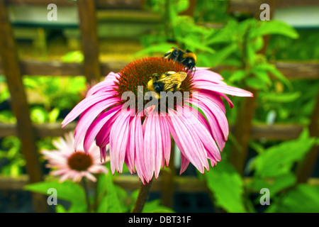 Lila und orange Staude blüht Echinacea Purpurea Maxima in einem Garten. Stockfoto