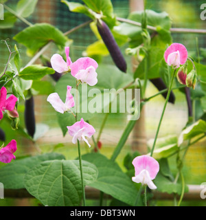 Nahaufnahme der Bohne und Vicia Blumen im Sommergarten Stockfoto