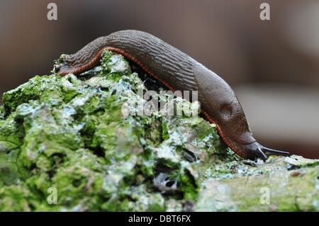 gemeinsamer Garten Schnecke Stockfoto