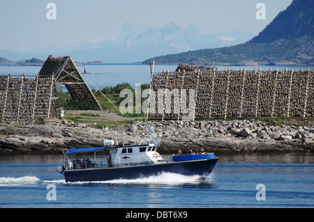 Dorsche um die Trockengestelle, Lofoten, Norwegen Stockfoto