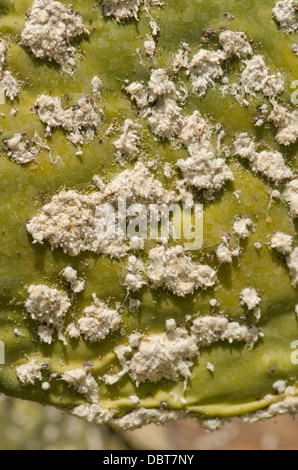 Schmierlaus (Dactylopius Coccus) auf Feigenkaktus (Opuntia Ficus-Indica) Andalusien, Spanien. Stockfoto
