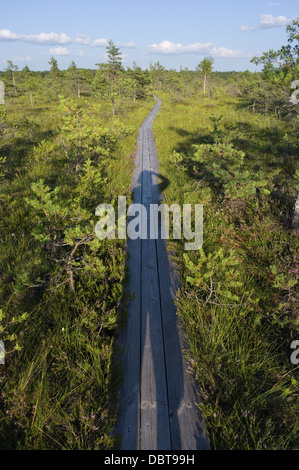 menschliche Schatten Cross T estnischen Wald Landschaft Stockfoto