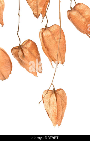 Goldenen regen Baum Samenkapseln (Stand Paniculata) auf weißem Hintergrund Stockfoto