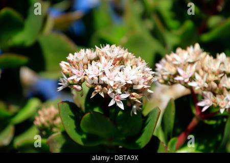 Crassula Ovata, auch als jade-Anlage, Freundschaft Baum, glückliche Pflanze oder Geldbaum im Botanischen Garten Kirstenbosch. Stockfoto