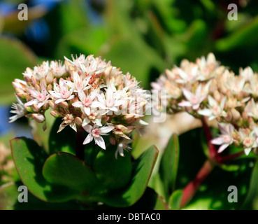 Crassula Ovata, auch als jade-Anlage, Freundschaft Baum, glückliche Pflanze oder Geldbaum im Botanischen Garten Kirstenbosch. Stockfoto