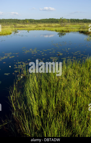 Riisa Bog, Soomaa National Park, Grafschaft Pärnu, Estland, Europa Stockfoto