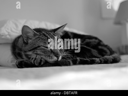 Schwarz / weiß Aufnahme des Fotografen Hauskatze (Felis Catus) auf Bett liegend. Stockfoto