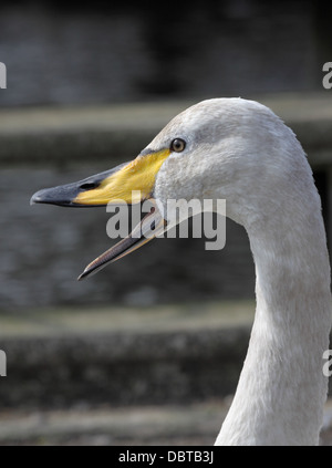 Juvinile Plätzen Swan.Helston Bootfahren See. Cornwall. Stockfoto