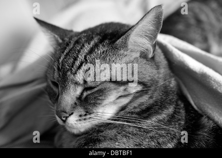 Schwarz / weiß Aufnahme des Fotografen Hauskatze (Felis Catus) auf Bett liegend. Stockfoto