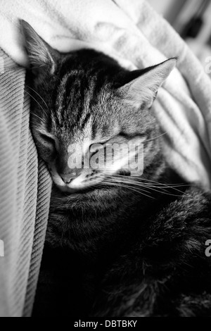 Schwarz / weiß Aufnahme des Fotografen Hauskatze (Felis Catus) auf Bett liegend. Stockfoto