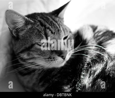 Schwarz / weiß Aufnahme des Fotografen Hauskatze (Felis Catus) auf Bett liegend. Stockfoto