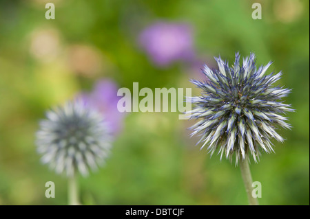 Nahaufnahme einer Echinopsis Ritro Blume - Globe Thistle aus Fokus Globus Distel im Hintergrund, Hintergrund unscharf Stockfoto