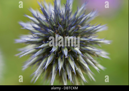 Nahaufnahme einer Echinopsis Ritro Blume - Globe Thistle, Hintergrund unscharf Stockfoto