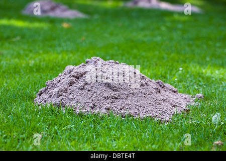 Maulwurfshügel im Rasen. Stockfoto