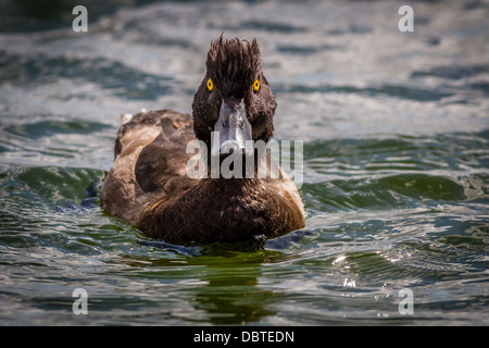 Weibliche Reiherenten starrte den Kopf, Yorkshire, Großbritannien Stockfoto