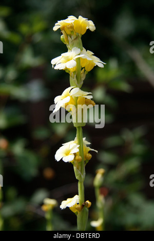 "Tante Mai" gelbe Blume Sisyrinchium Striatum Stockfoto