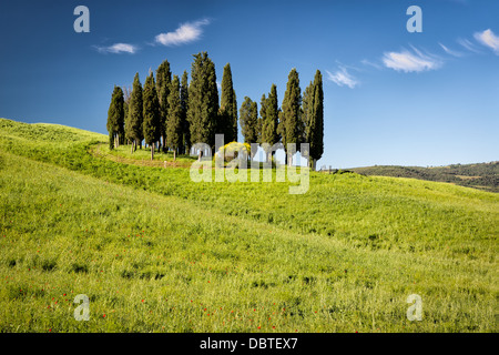 Cypress Hills, Toskana, Italien Stockfoto