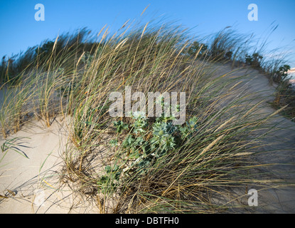 Vegetation durch Wind bewegt. Die Pflanzen sind auf dem Strandsand und von einem Blitz beleuchtet. Stockfoto