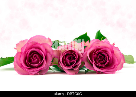 Drei Pastell rosa Rosen mit weichen rosa Hintergrund Stockfoto