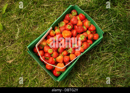 Frisch gepflückte Erdbeeren Stockfoto