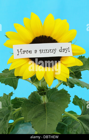 Haben Sie einen sonnigen Tag Hinweis auf Sonnenblume Stockfoto