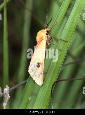 Nahaufnahme einer männlichen gelben getrübt Buff Moth (Diacrisia Sannio) Stockfoto