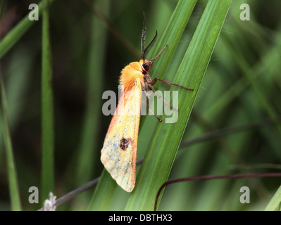 Nahaufnahme einer männlichen gelben getrübt Buff Moth (Diacrisia Sannio) Stockfoto