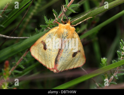 Nahaufnahme einer männlichen gelben getrübt Buff Moth (Diacrisia Sannio) Stockfoto