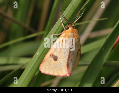 Nahaufnahme einer männlichen gelben getrübt Buff Moth (Diacrisia Sannio) Stockfoto