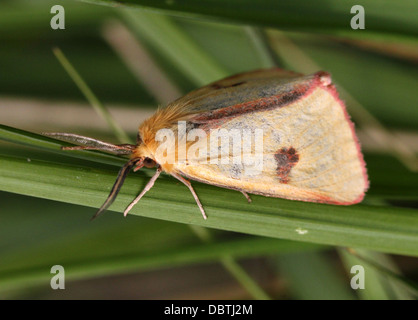 Nahaufnahme einer männlichen gelben getrübt Buff Moth (Diacrisia Sannio) Stockfoto