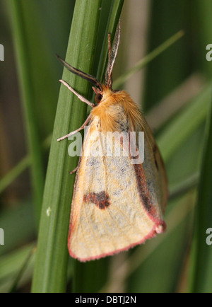 Nahaufnahme einer männlichen gelben getrübt Buff Moth (Diacrisia Sannio) Stockfoto