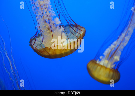 Pazifischen Meer Nesseln, Chrysaora Fuscescens, auch bekannt als West Coast Brennnesseln, ursprünglich aus dem östlichen Pazifik. Stockfoto