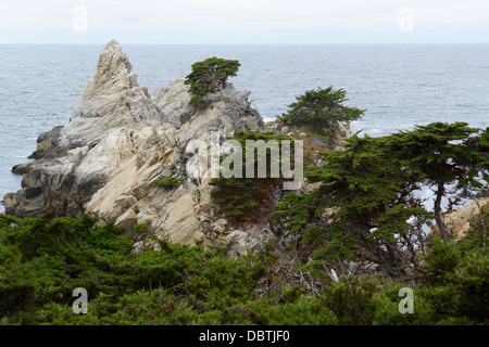 Cypress Grove, natürliche Point Lobos State Reserve, CA Stockfoto