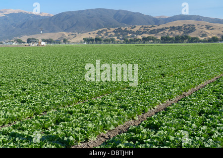 Reihen von Kopfsalat, Salinas Valley, zentrale CA Stockfoto