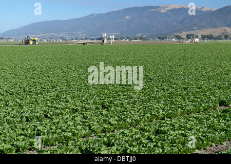 Reihen von Kopfsalat, Salinas Valley, zentrale CA Stockfoto